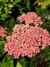 Achillea 'Weser Sandstone'