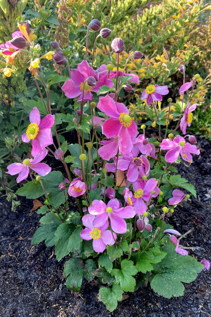 Anemone ‘Satin Doll Rose’