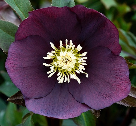 Helleborus - Winter Elegance series 'Plum Purple'