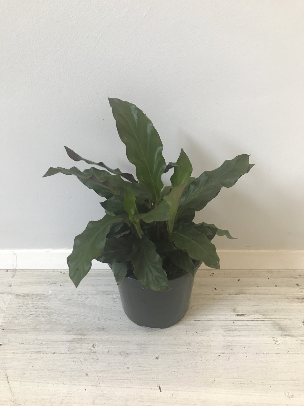 Calathea rufibarba