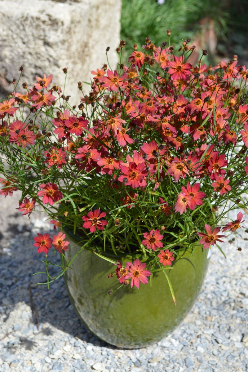 Coreopsis ‘Rum Punch’
