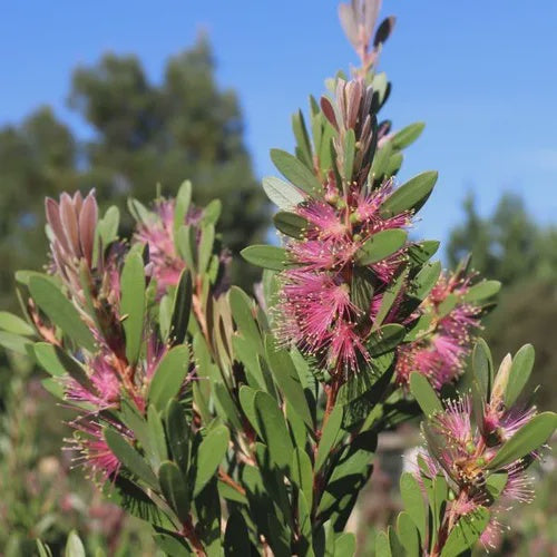 Callistemon 'Sweet Burst'