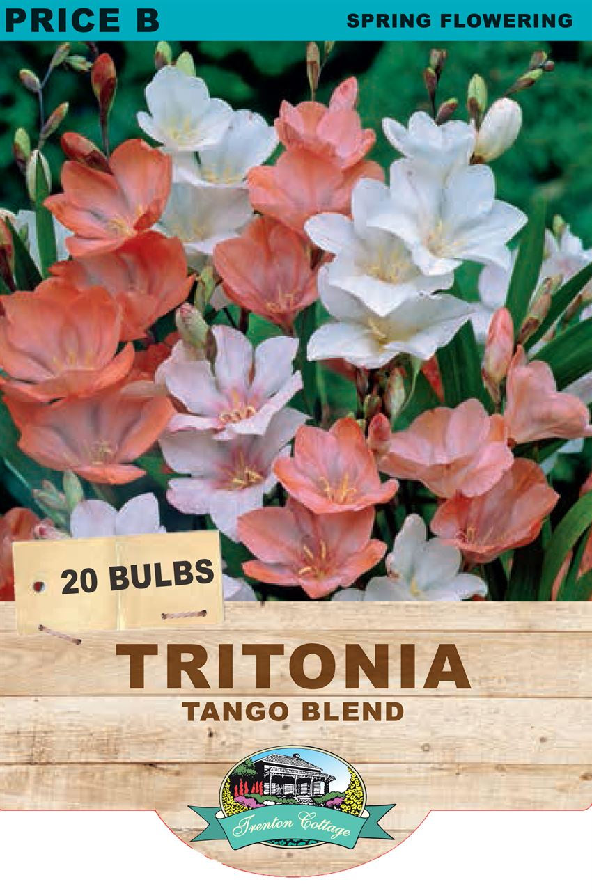 Tritonia 'Tango Blend'