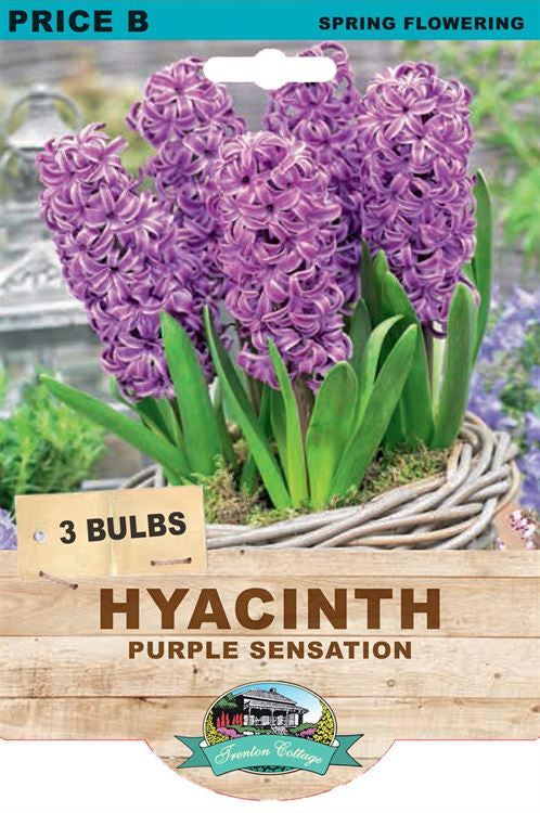 Hyacinth 'Purple Sensation'
