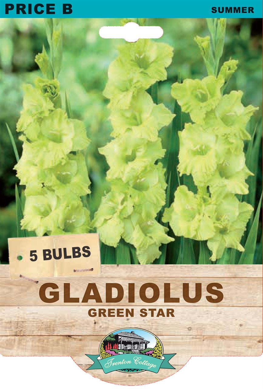 Gladiolus 'Green Star'