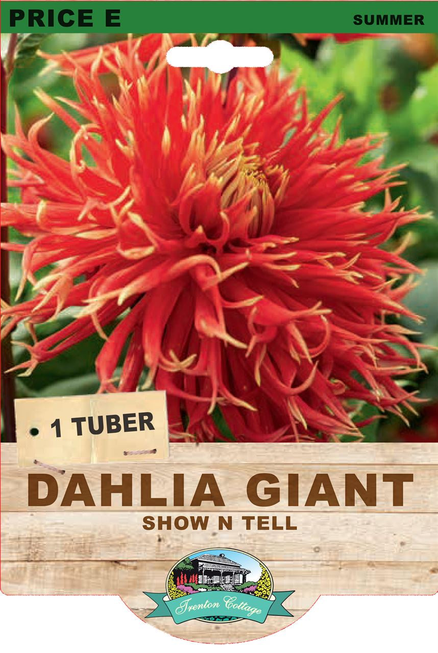 Dahlia Giant 'Show n Tell'