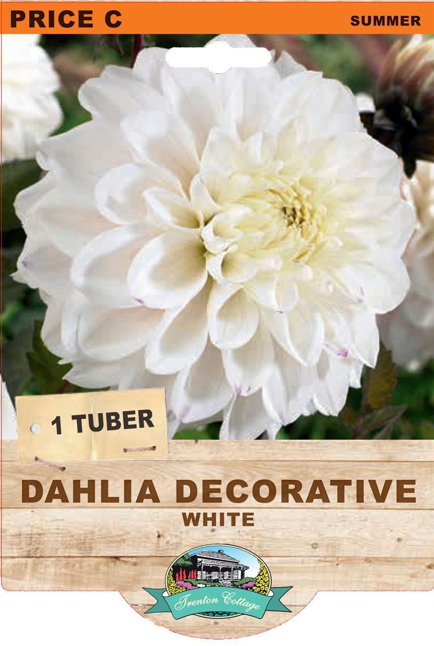 Dahlia 'Decorative White'