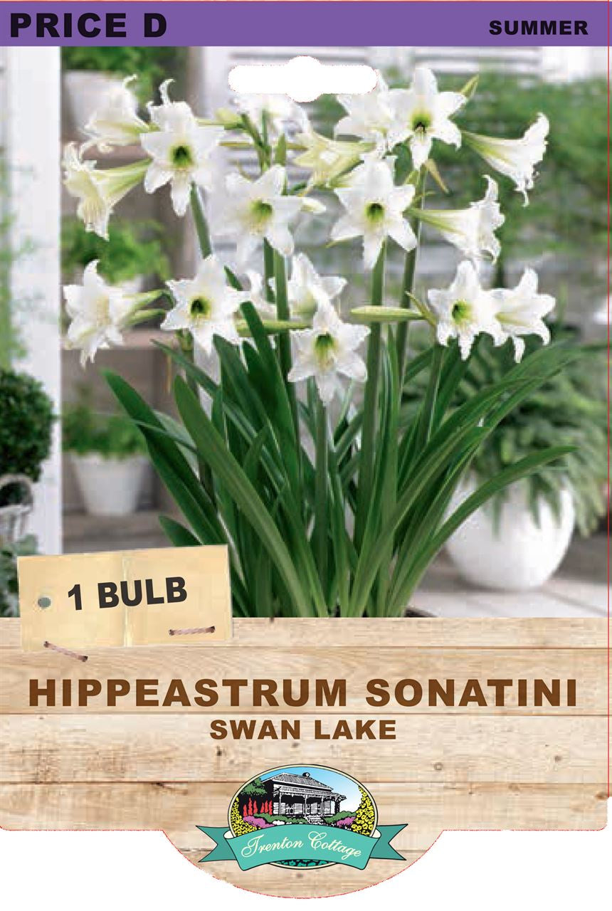 Hippeastrum Sonatini 'Swan Lake'