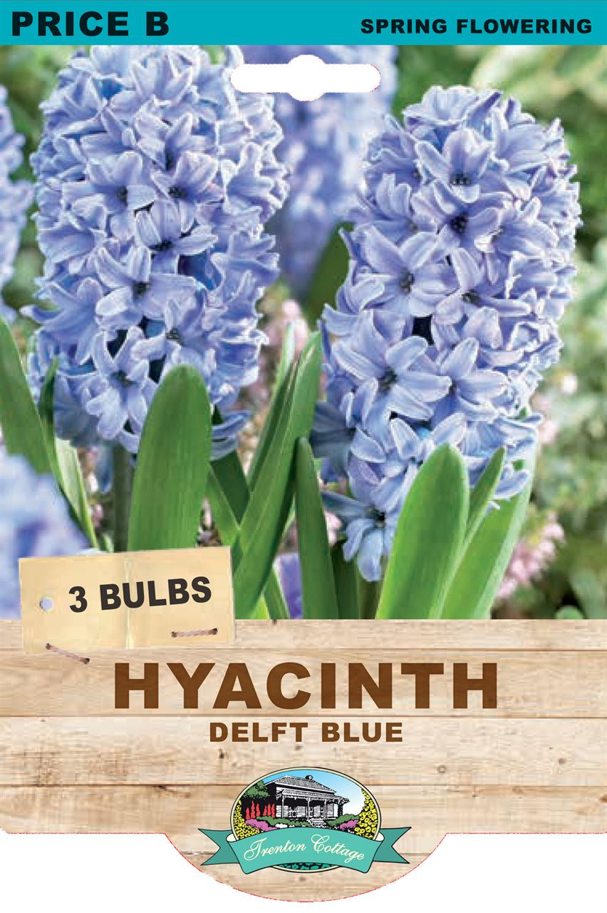 Hyacinth 'Delft Blue'