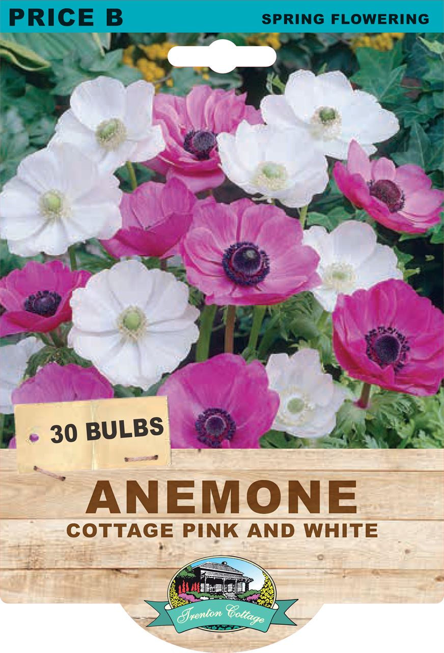 Anemone 'Cottage Pink & White'