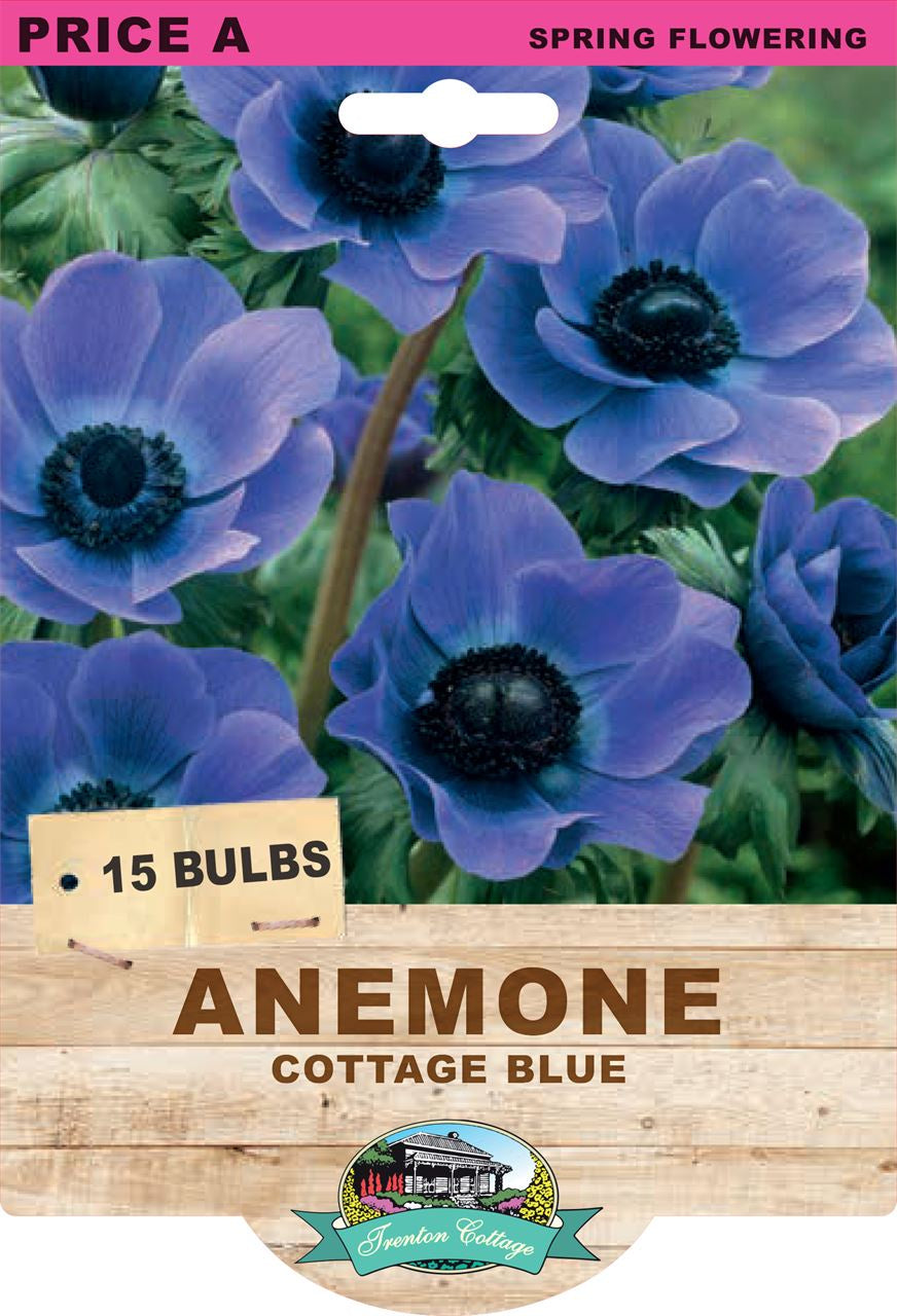Anemone 'Cottage Blue'