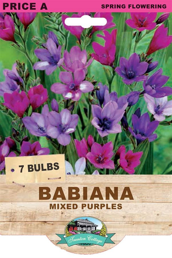 Babiana Mixed Purples