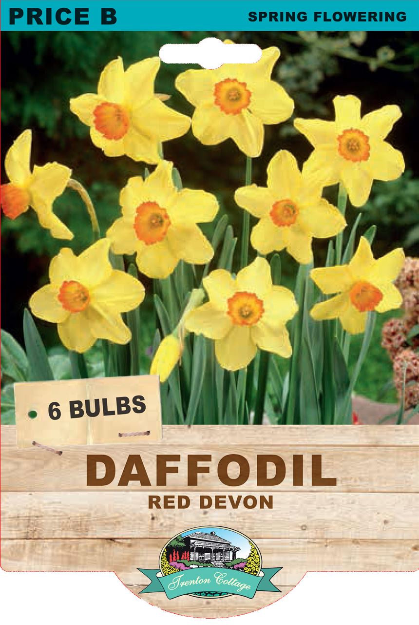 Daffodil 'Red Devon'