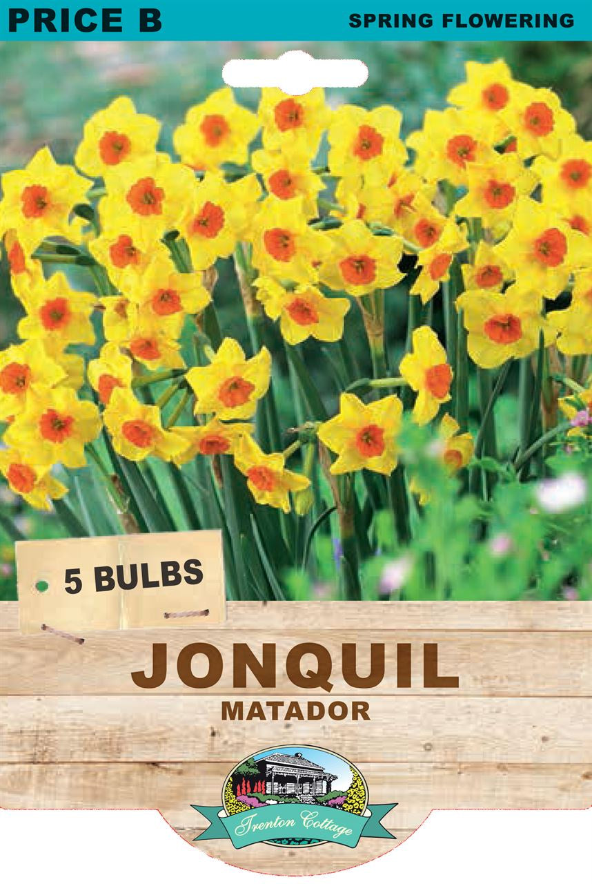 Jonquil 'Matador'
