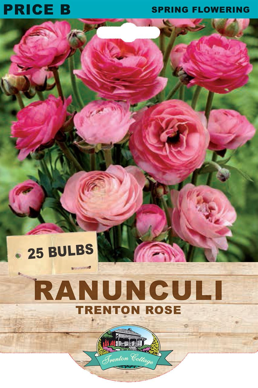 Ranunculi 'Trenton Rose' – Northcote Nursery