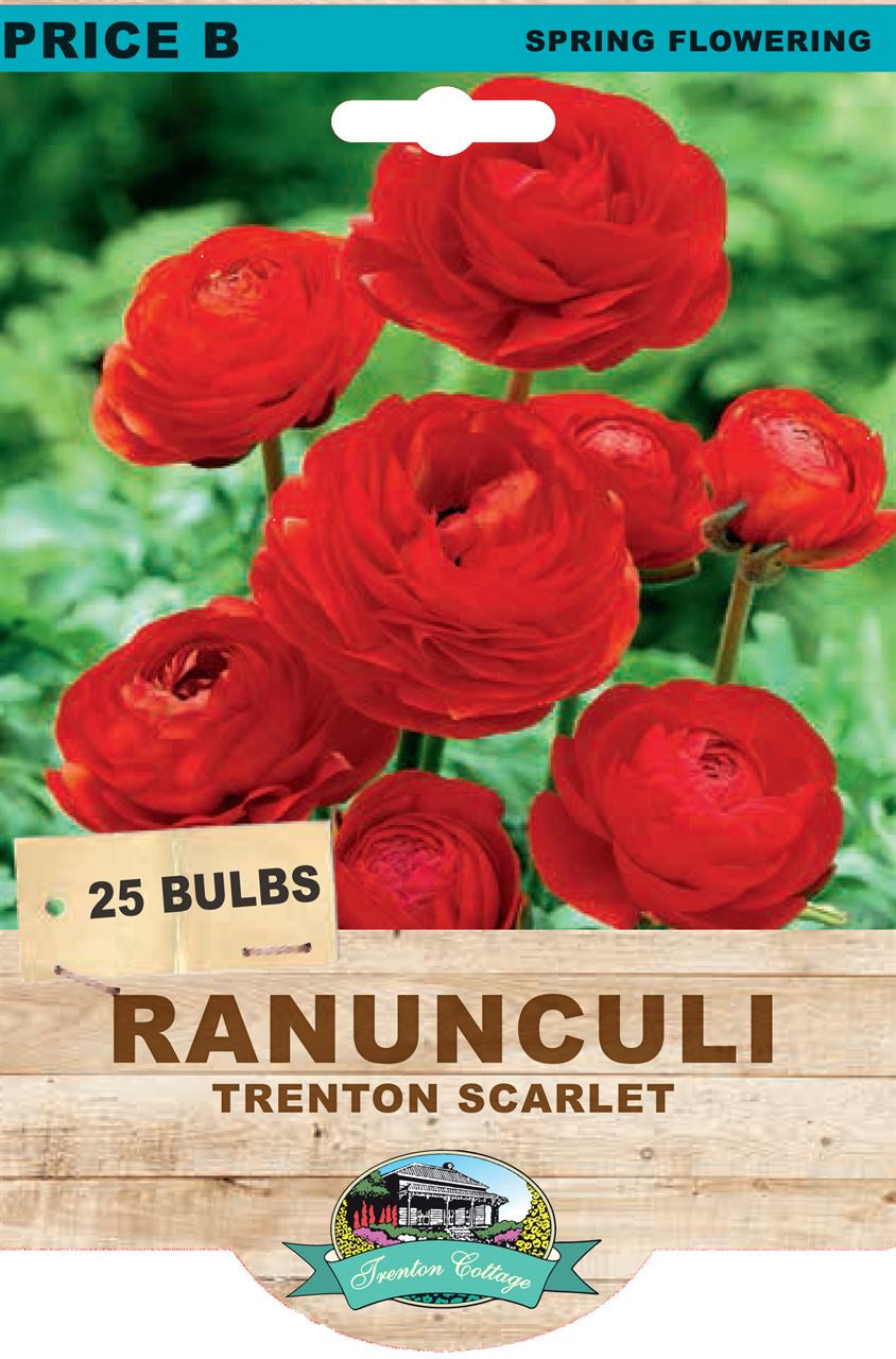 Ranunculi 'Trenton Scarlet'