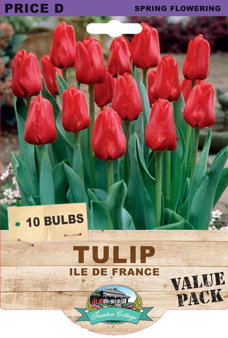 Tulip 'Ile De France'