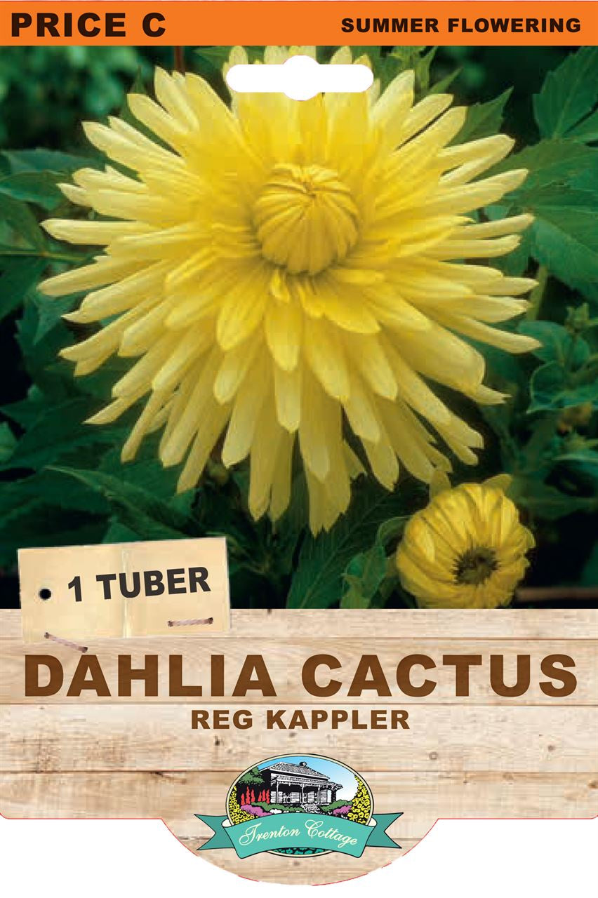 Dahlia 'Reg Kappler'
