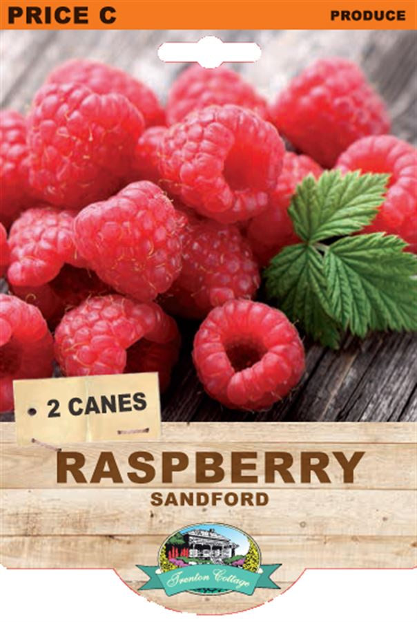 Raspberry 'Sanford' – Northcote Nursery