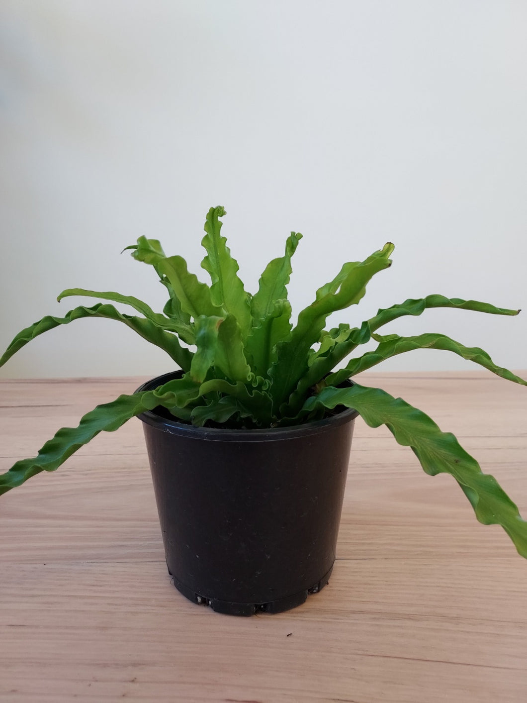 Asplenium 'Birds Nest Victoria'