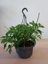 Load image into Gallery viewer, Peperomia &#39;Amigo Marcello&#39;
