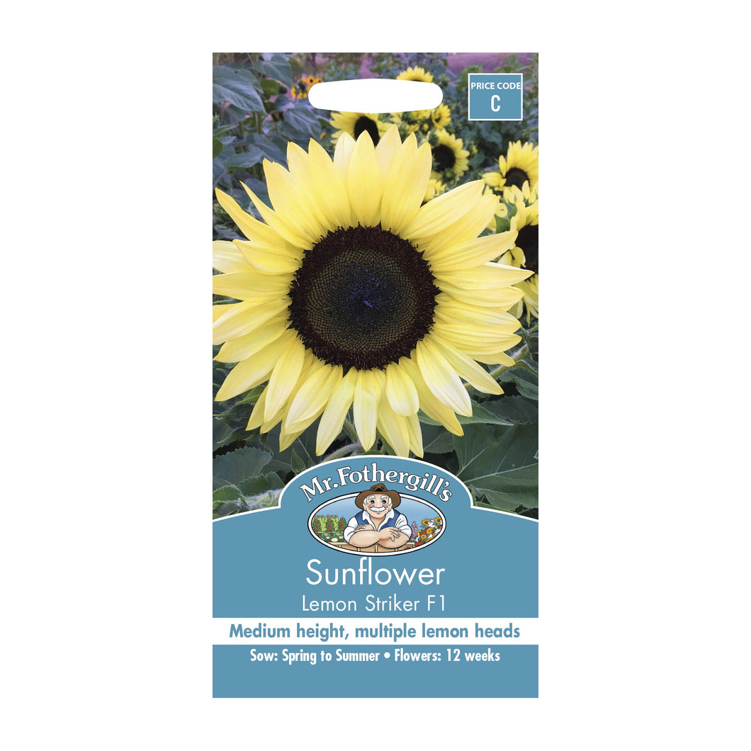 Sunflower 'Lemon Striker' seeds