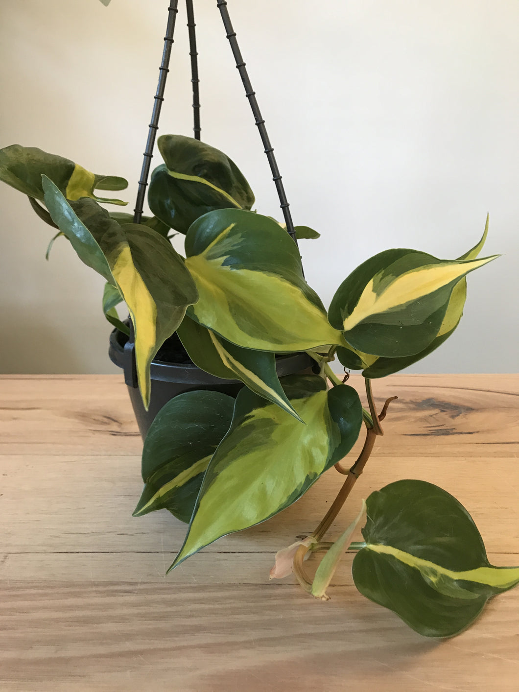 Philodendron 'Brazil'
