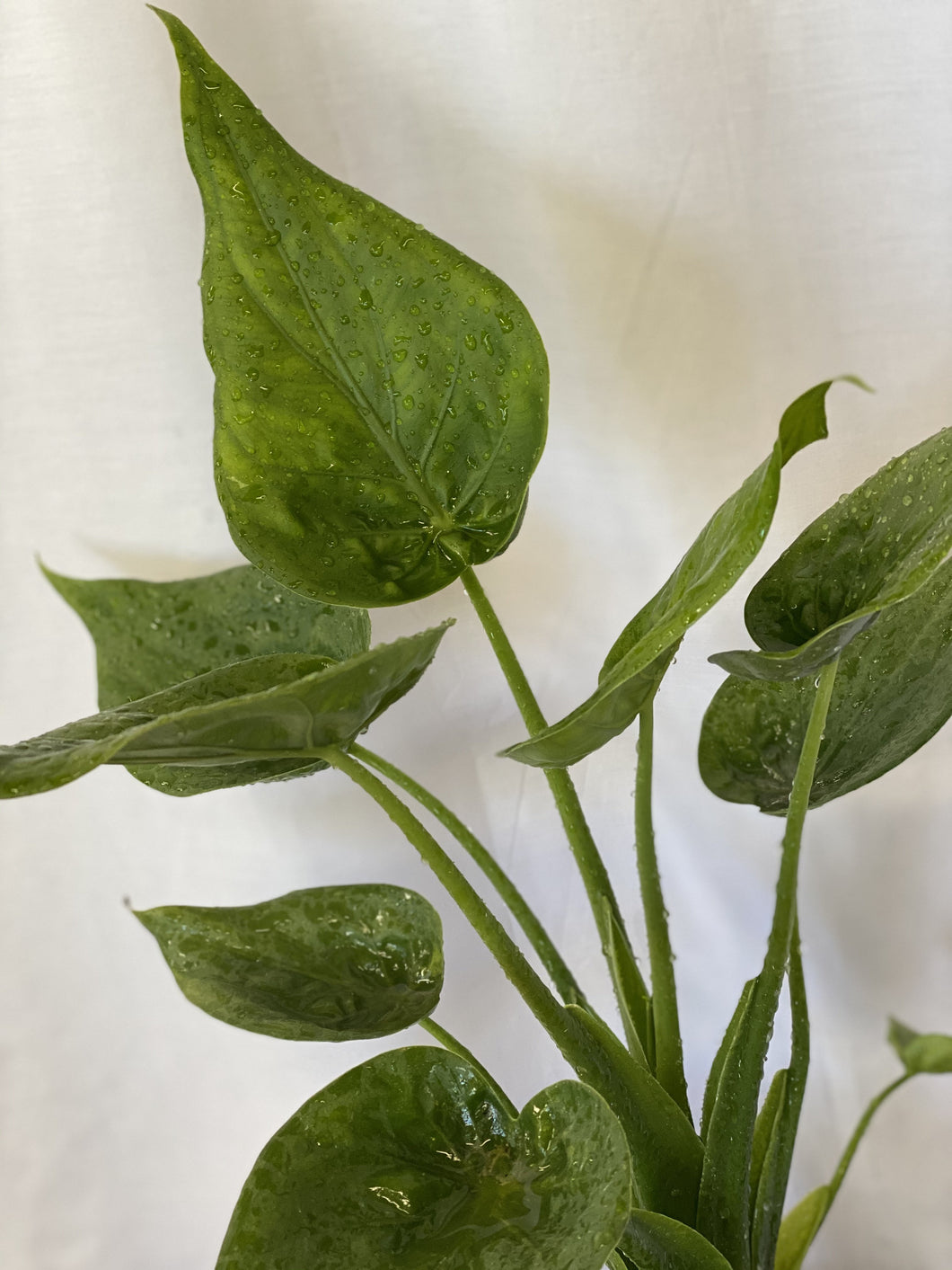 Alocasia cucullata