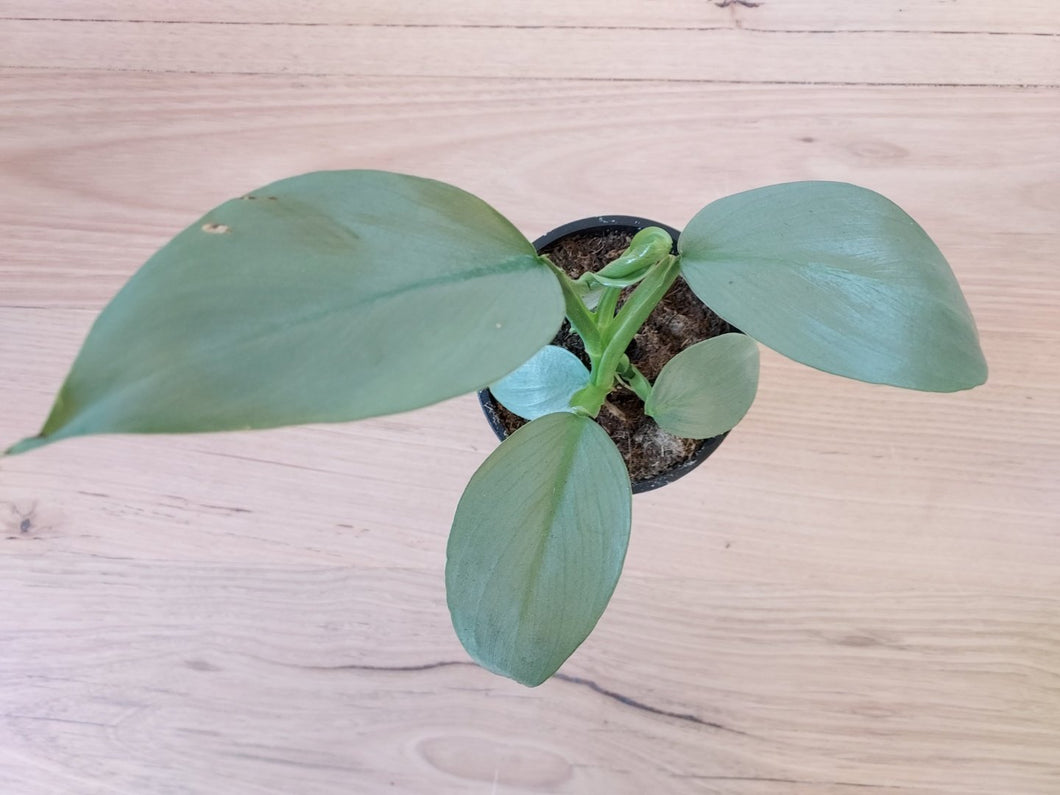 Philodendron hastatum 'Silver Sword'
