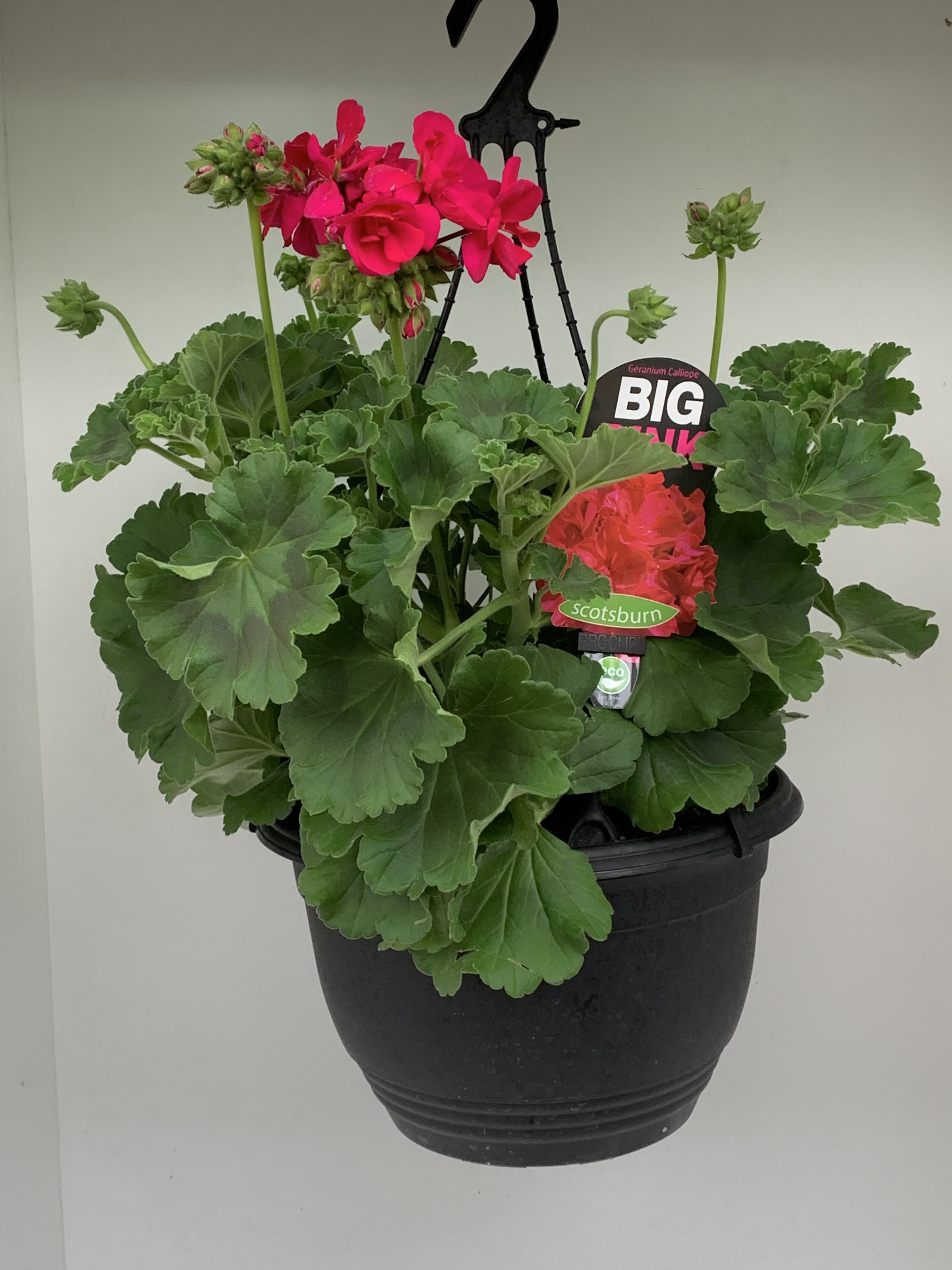 Geranium 'Big Pink' – Northcote Nursery