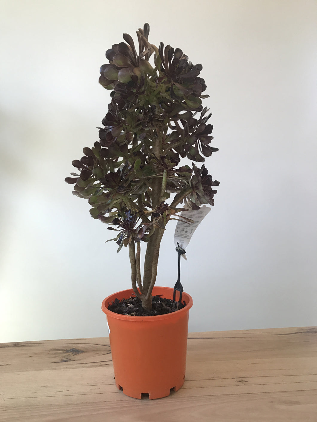 Aeonium sp.