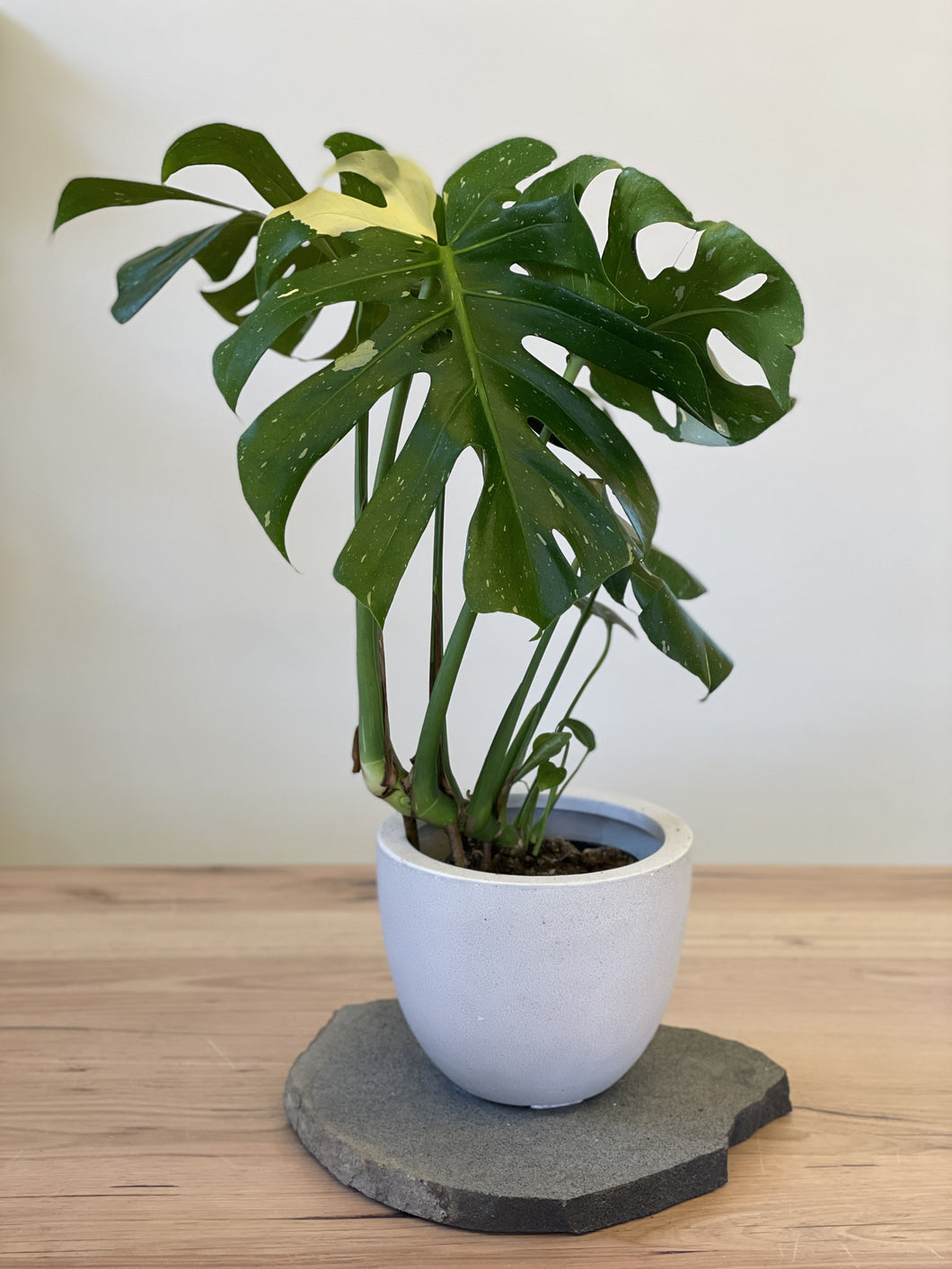 Monstera 'Thai Constellation'