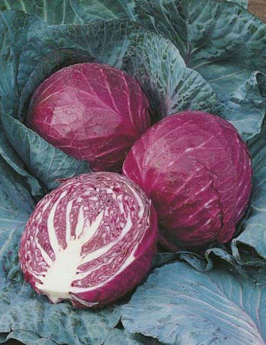 Red Cabbage 'Ruby Ball F1' Seeds