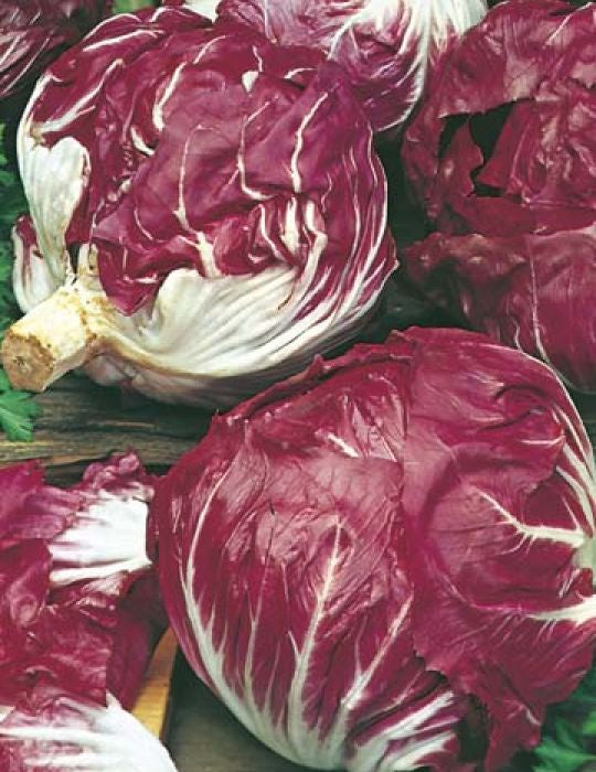 Radicchio 'Palla Rossa' Seeds