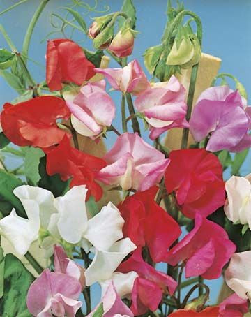 Sweet Pea 'Early Multiflora Gigantica' Seeds