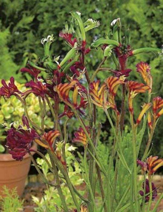 Kangaroo Paw ‘Mixed Colours’ Seeds