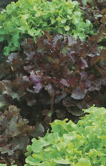 Lettuce ‘Red & Green Salad Bowl Mixed’ Organic Seeds