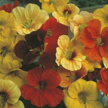 Nasturtium 'Tip Top Mixed' Seeds