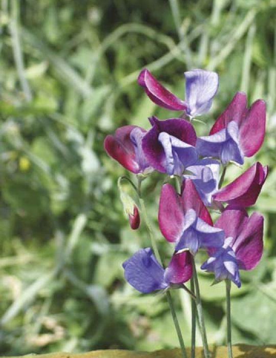 Sweet Pea 'Cupani' Seeds