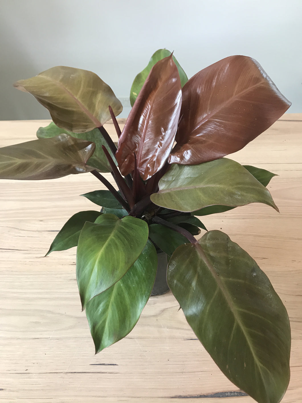 Philodendron 'Prince of Orange'