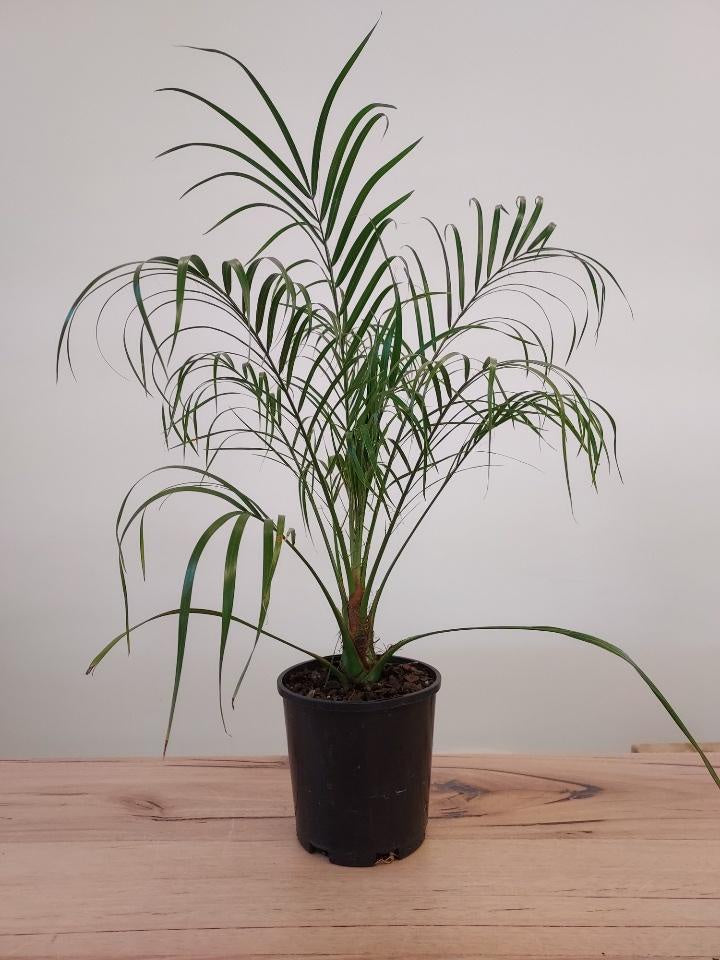 Phoenix roebellinii Dwarf Date Palm