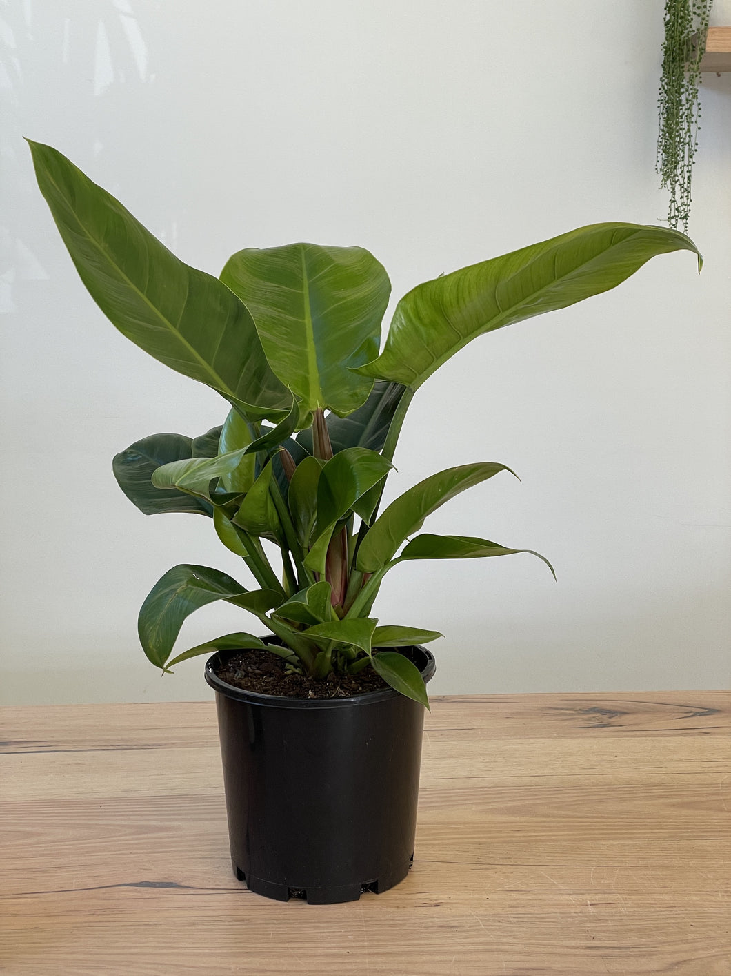 philodendron marmalade Philodendron Orange Marmalade