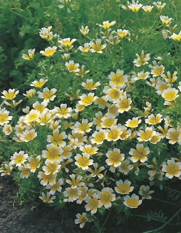 Poached Egg Flower Seeds