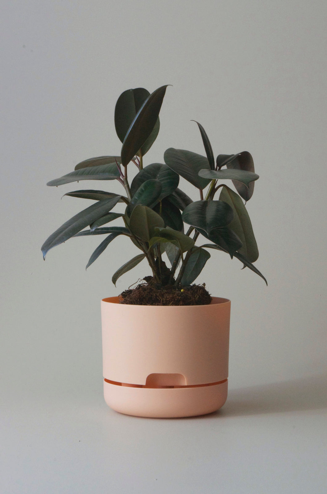 Mr Kitly Selfwatering Plantpot - Pale Apricot