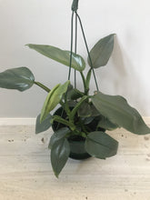 Load image into Gallery viewer, Philodendron hastatum &#39;Silver Sword&#39;
