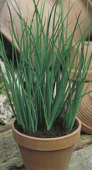 Chives seeds