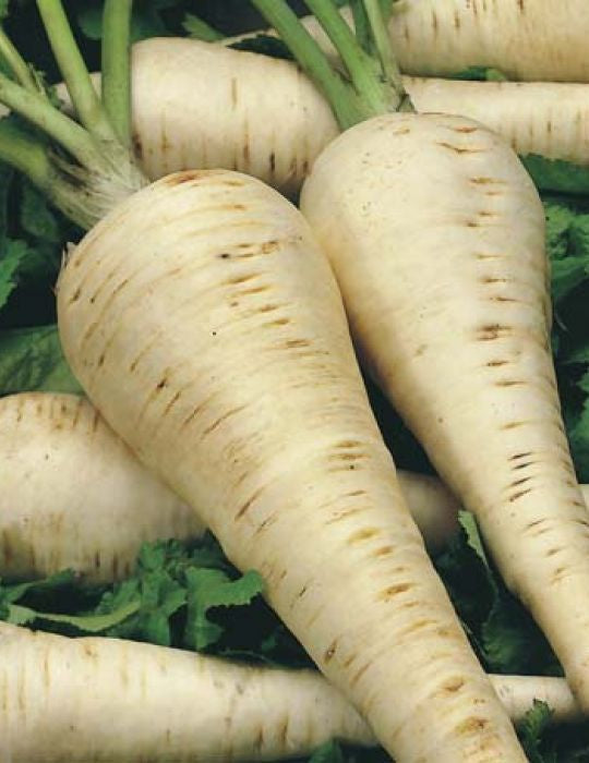 Parsnip 'Hollow Crown' Seeds