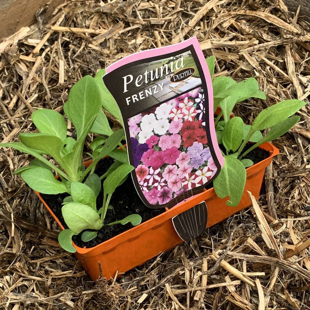 Petunia ‘Frenzy’