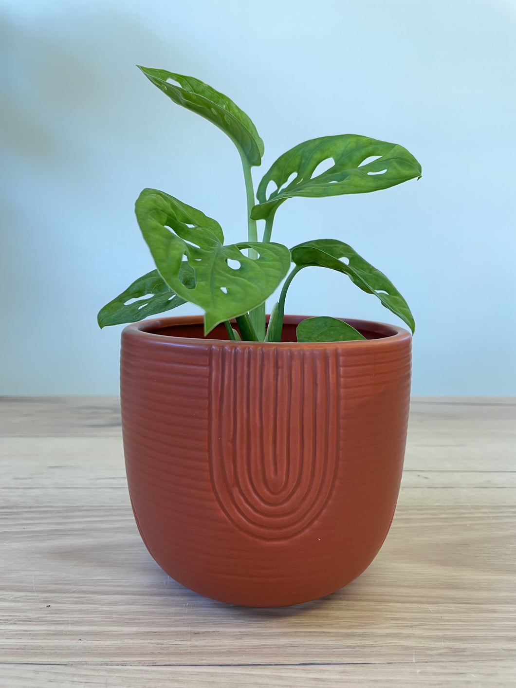 Rainbow Planter Terracotta
