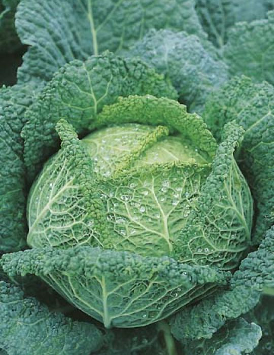 Cabbage 'Savoy King F1' Seeds